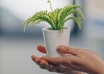 5 cuidados indispensáveis para cultivar samambaias com sucesso
