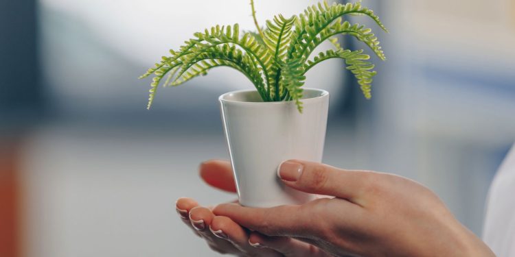 5 cuidados indispensáveis para cultivar samambaias com sucesso