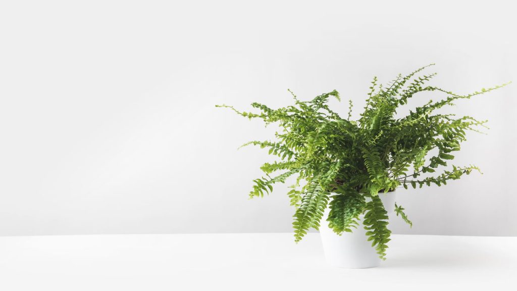 5 cuidados indispensáveis para cultivar samambaias com sucesso