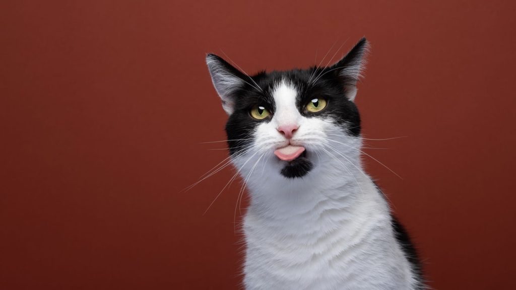 Você sabe o que o seu gato tenta dizer com o olhar dele?