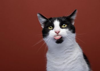 Você sabe o que o seu gato tenta dizer com o olhar dele?