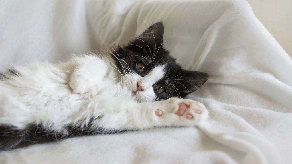 Tudo sobre ninhadas de gatos e os cuidados mais importantes