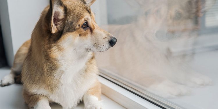 O que seu cachorro pensa quando você sai de casa?