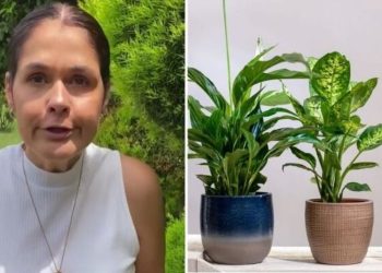 Ana Paula Lino, "6 plantas guerreiras"