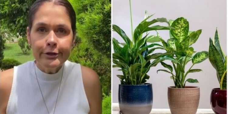 Ana Paula Lino, "6 plantas guerreiras"