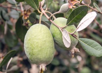 O fruto cheio de fibras e antioxidantes que pode ser cultivado no quintal