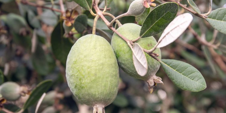 O fruto cheio de fibras e antioxidantes que pode ser cultivado no quintal