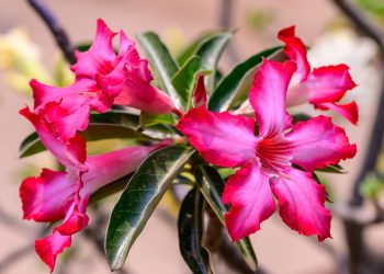 O truque que faz qualquer rosa-do-deserto florescer mais rápido