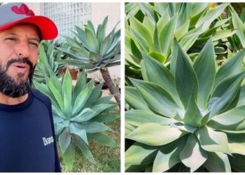Samyr Chuluc, “Essa planta é quase impossível de matar”