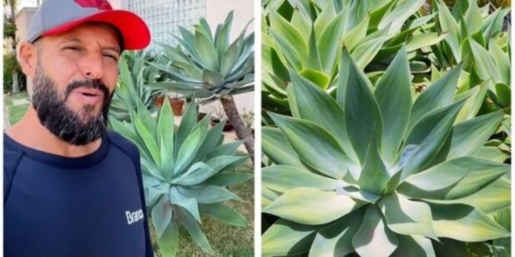 Saiba as características dessa planta que e quase "impossível" de matar / Foto: Fonte/Instagram @mundojardinagem_ / Pinterest)