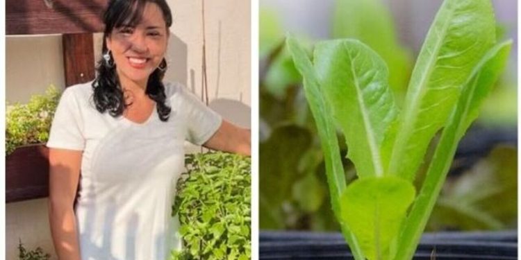 Saiba como cultivar mudas de alface em vasos / Foto: (Fonte/Instagram @vidaverdecasa
 / Créditos: depositphotos.com / prarinya)