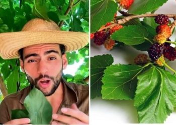 Paulo de Jesus, “Duas folhas dessa planta podem te salvar da TPM”