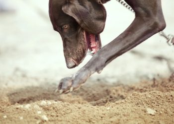 Seu cachorro está tentando te dizer algo ao arranhar o chão