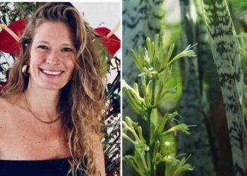 Nathalie, "Como fazer mudas de Espadas de São Jorge?"
