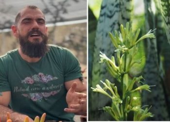 Guydo Horta, "O jeito mais fácil (e barato) de ter um vaso lindo de Espada de São Jorge"