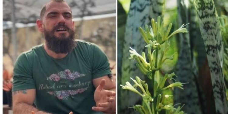 Guydo Horta, "O jeito mais fácil (e barato) de ter um vaso lindo de Espada de São Jorge"