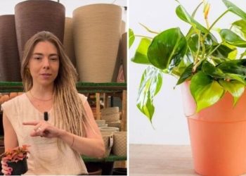 Camilla Lellis, “4 passos para uma planta enorme”