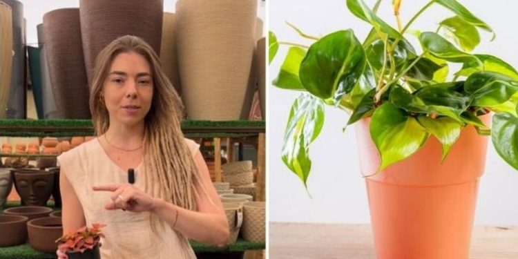 Saiba quais os 4 passos essenciais para suas plantas crescerem super rápido / Foto: (Fonte/Instagram @camillalelis_
 / Créditos: depositphotos.com / Stramyk)