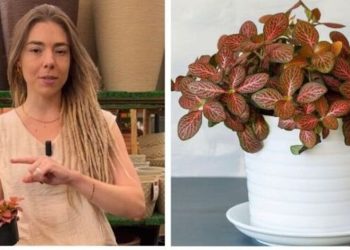 Camilla Lelis, “Plantas exigentes ou falta de conhecimento?”