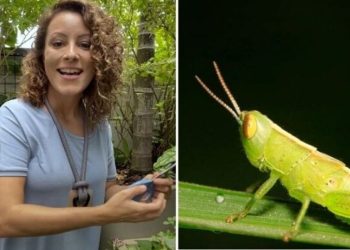 Carol Costa, "Gafanhotos são vilões ou amigos das plantas?"