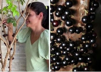 Ana Paula Lino, "Vamos plantar uma Jabuticabeira?"