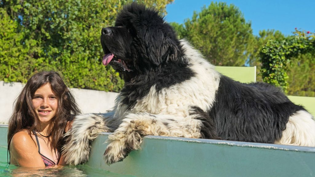 As 5 raças de cães que nadam melhor do que muita gente