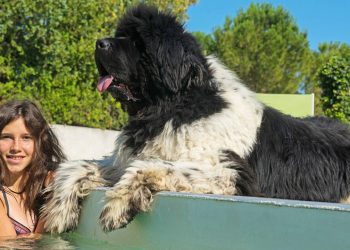 As 5 raças de cães que nadam melhor do que muita gente