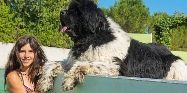 As 5 raças de cães que nadam melhor do que muita gente