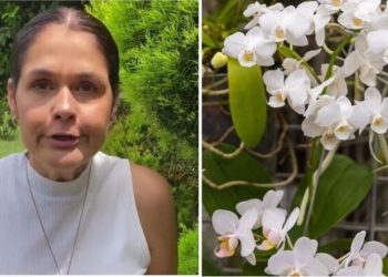Ana Paula Lino, “Mudas de Orquídeas”