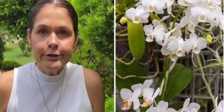 Saiba como fazer mudas das suas orquídeas / Foto: (Fonte/Instagram @ana.paula.lino / Créditos: depositphotos.com / rkfotobjuty)