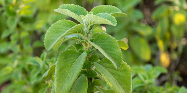 A planta que pode salvar seu dia depois daquela noite pesada