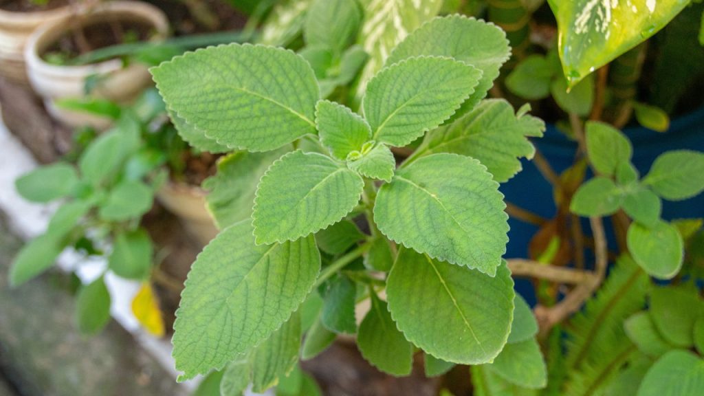 A planta que pode salvar seu dia depois daquela noite pesada