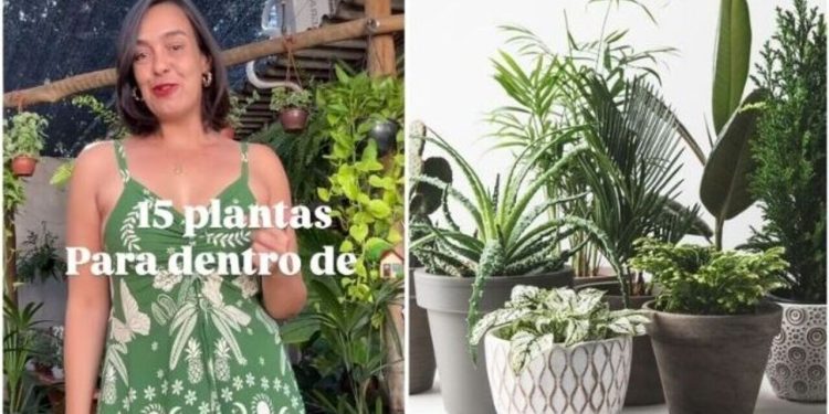 Lyara Moraes, paisagista "15 plantas para dentro de casa"