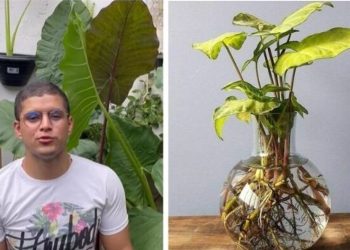 Cadu Linhares, "6 plantas que crescem só com água"