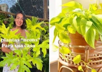 Lyara Moraes, "4 plantas neons para sua casa"