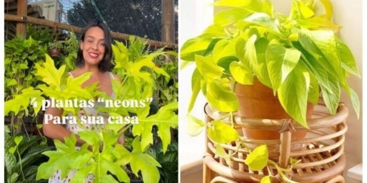 Lyara Moraes, "4 plantas neons para sua casa"