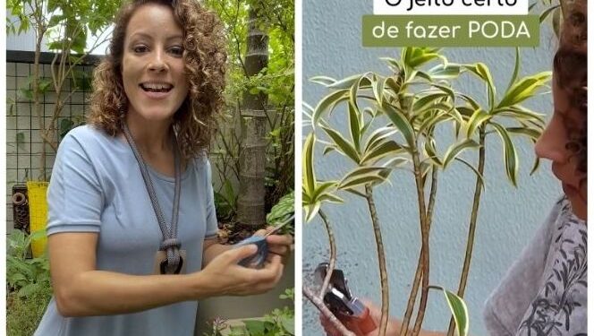 Aprenda como fazer a poda correta das suas plantas / Foto: (Fonte/Instagram @minhasplantas)