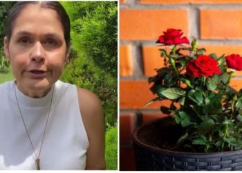 Ana Paula Lino, especialista em plantas “Roseira em Vaso”