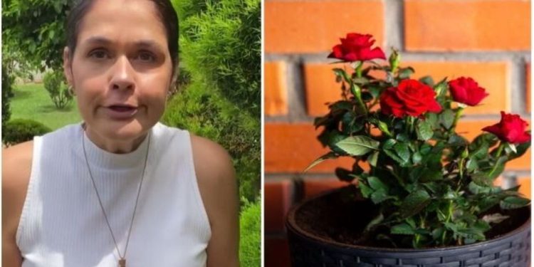 Aprenda como plantar roseiras em vasos / Foto: (Fonte/Instagram @ana.paula.lino / Créditos: depositphotos.com / FotoHelin)