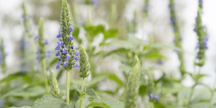 Planta esquecida que virou queridinha de quem precisa aumentar a produtividade