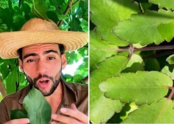 Paulo de Jesus, "Gastrite? Essa planta pode ajudar"