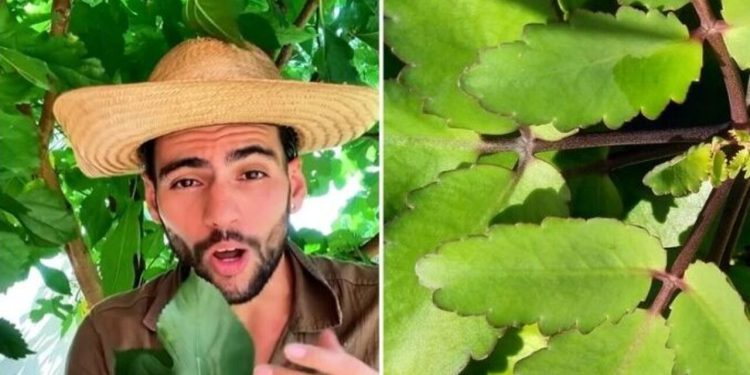 Paulo de Jesus, "Gastrite? Essa planta pode ajudar"