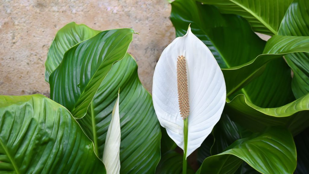Essas plantas decorativas purificam o ar e deixam seu quarto mais confortável