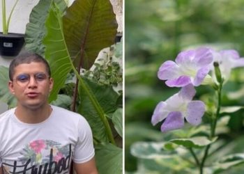 Cadu Linhares, "A planta perfeita para sua cerca viva"