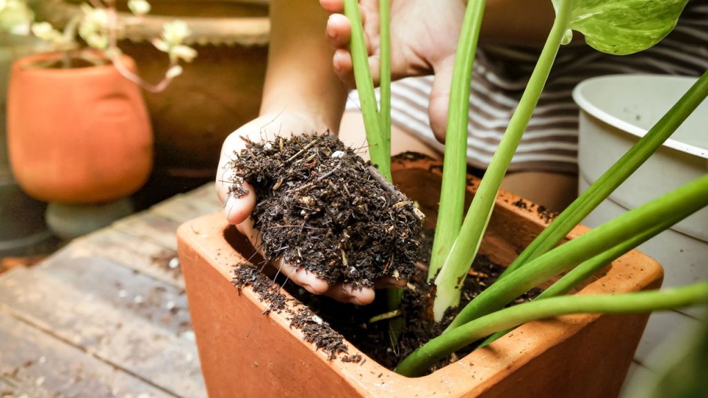 substratos de plantas / Créditos: depositphotos.com / ampyang