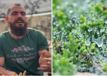 Guydo Horta, "A água da chuva é realmente melhor para as plantas?"