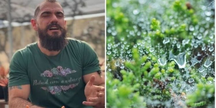 Guydo Horta, "A água da chuva é realmente melhor para as plantas?"