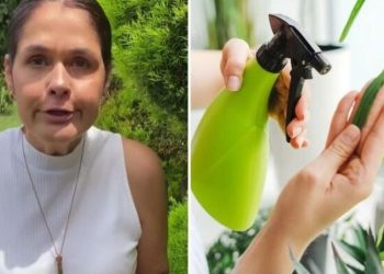 Ana Paula Lino, jardineira "Você precisa usar água oxigenada nas suas plantas!"