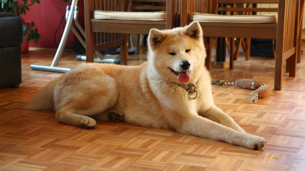 As raças de cachorro mais silenciosas e perfeitas para apartamento