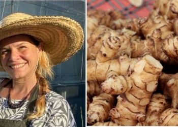 Maria Monteiro, "O Tupinambur e seus inúmeros benefícios a saúde"